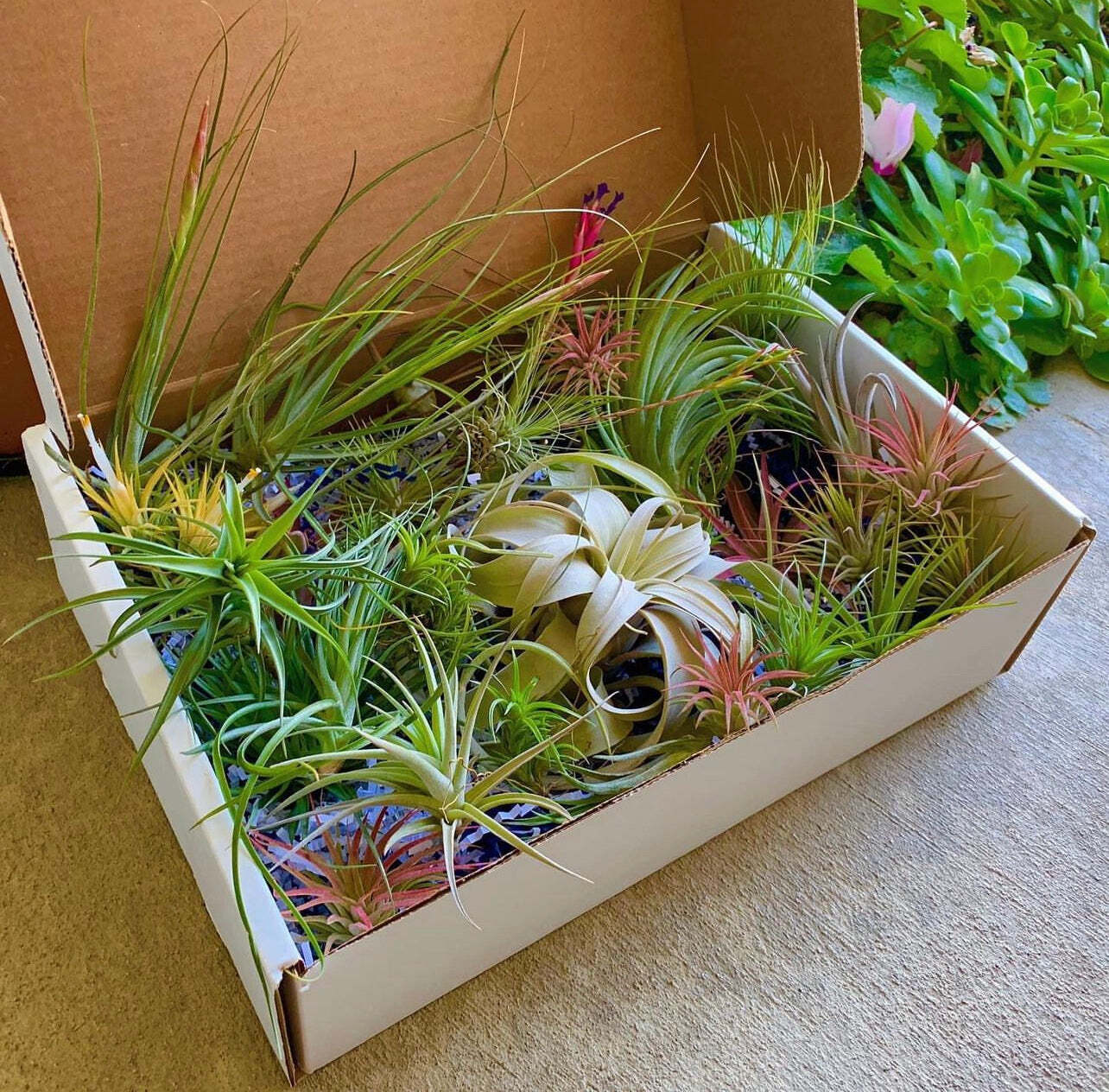 25 Pack Premium Air Plants Tillandsia Mix *Beginner Friendly Selections*