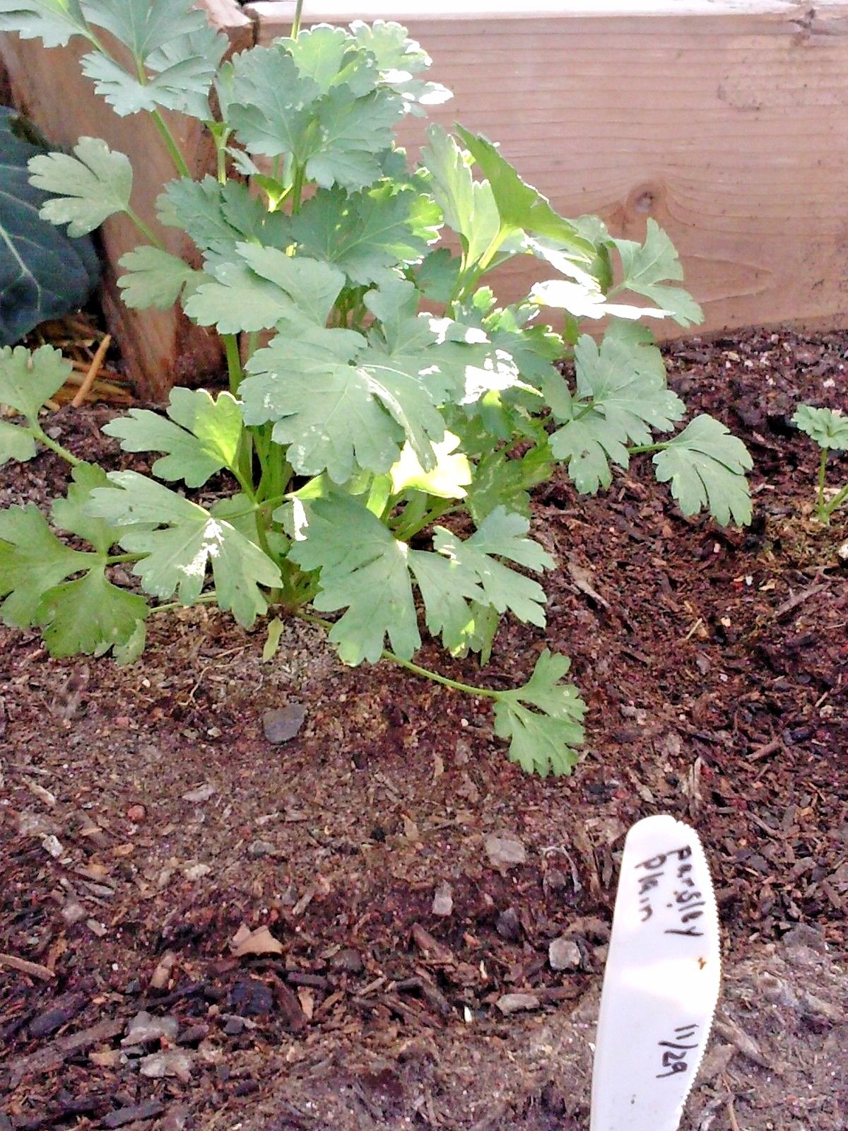 300+ITALIAN Flat Leaf PARSLEY Seeds Organic Herb Garden Containers Culinary Easy