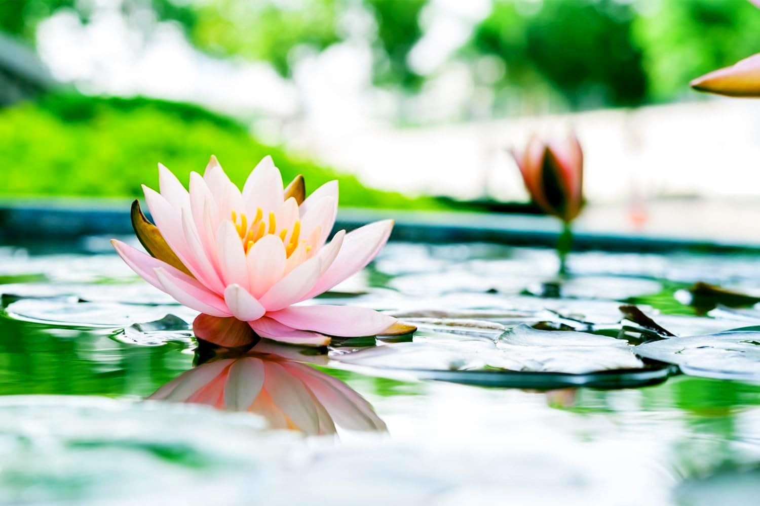 30 Mixed Miniature Water Lily & Lotus Seeds Vibrant Blooms Bowls & Ponds white