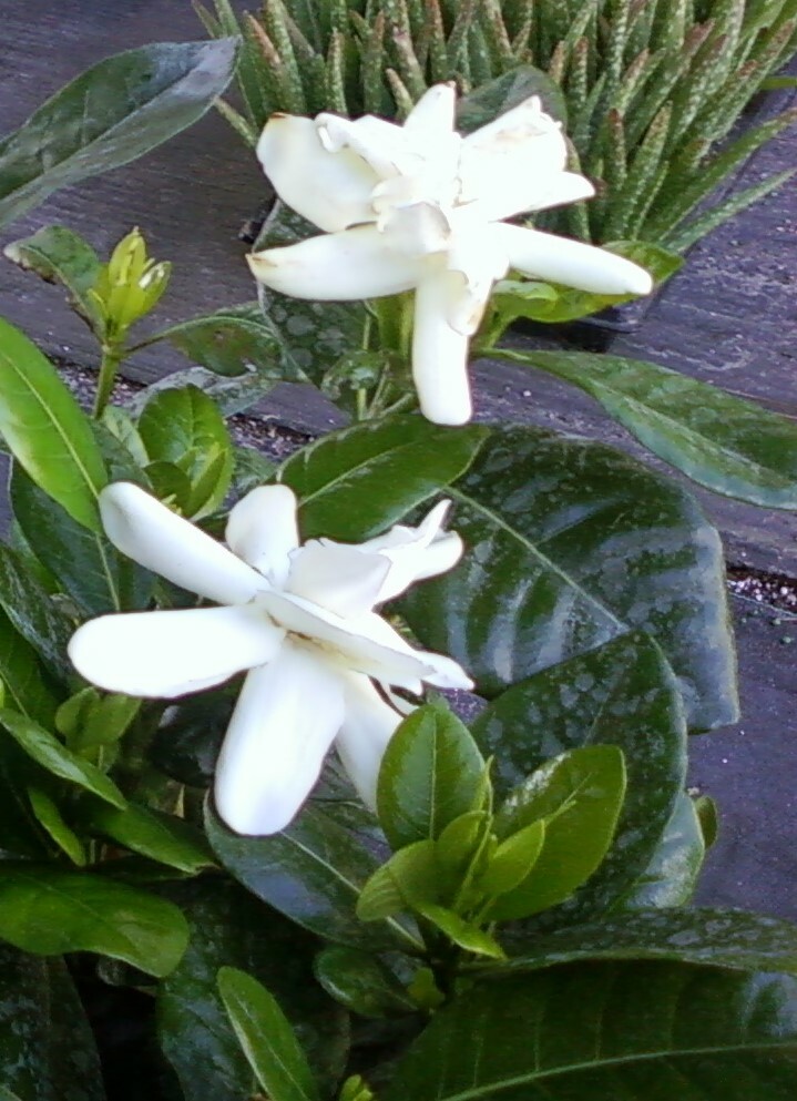 DOUBLE Tahitian Gardenia Taitensis Jasminoides Plant~Intensely Fragrant Flower