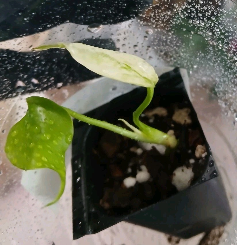 Monstera Blue Mint Variegated Starter House Actual Plant