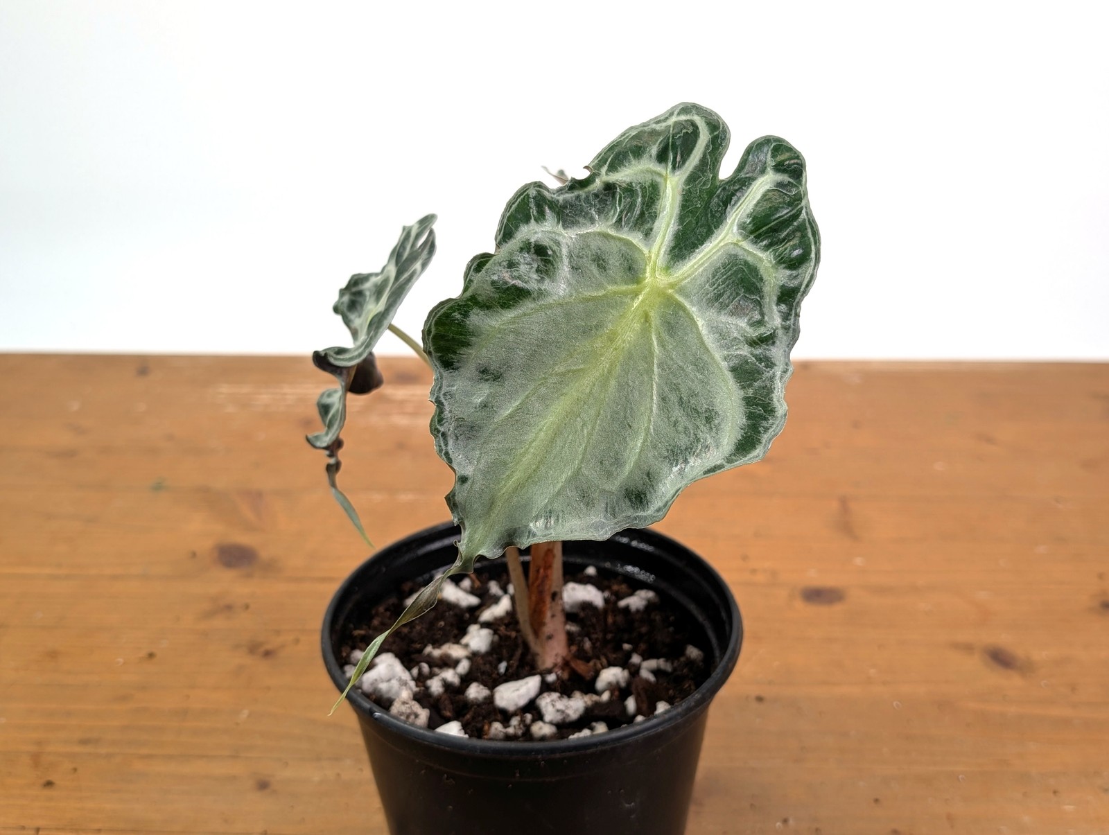 Alocasia Venom – Exact Plant in 6″ Pot – #16I (Mother Plant)