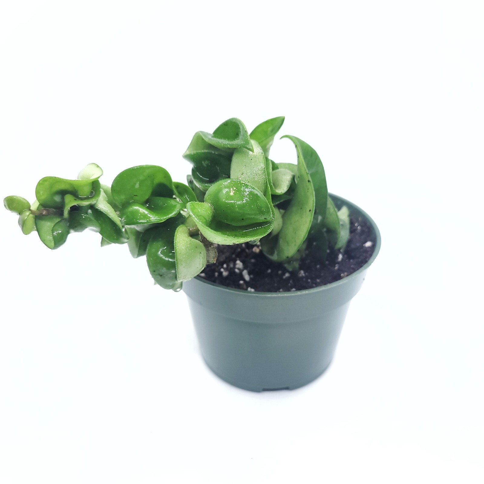 Hoya Hoya Hindu Rope Live Plant Available in 4″ Pot and 6″ Pot indoor Houseplant