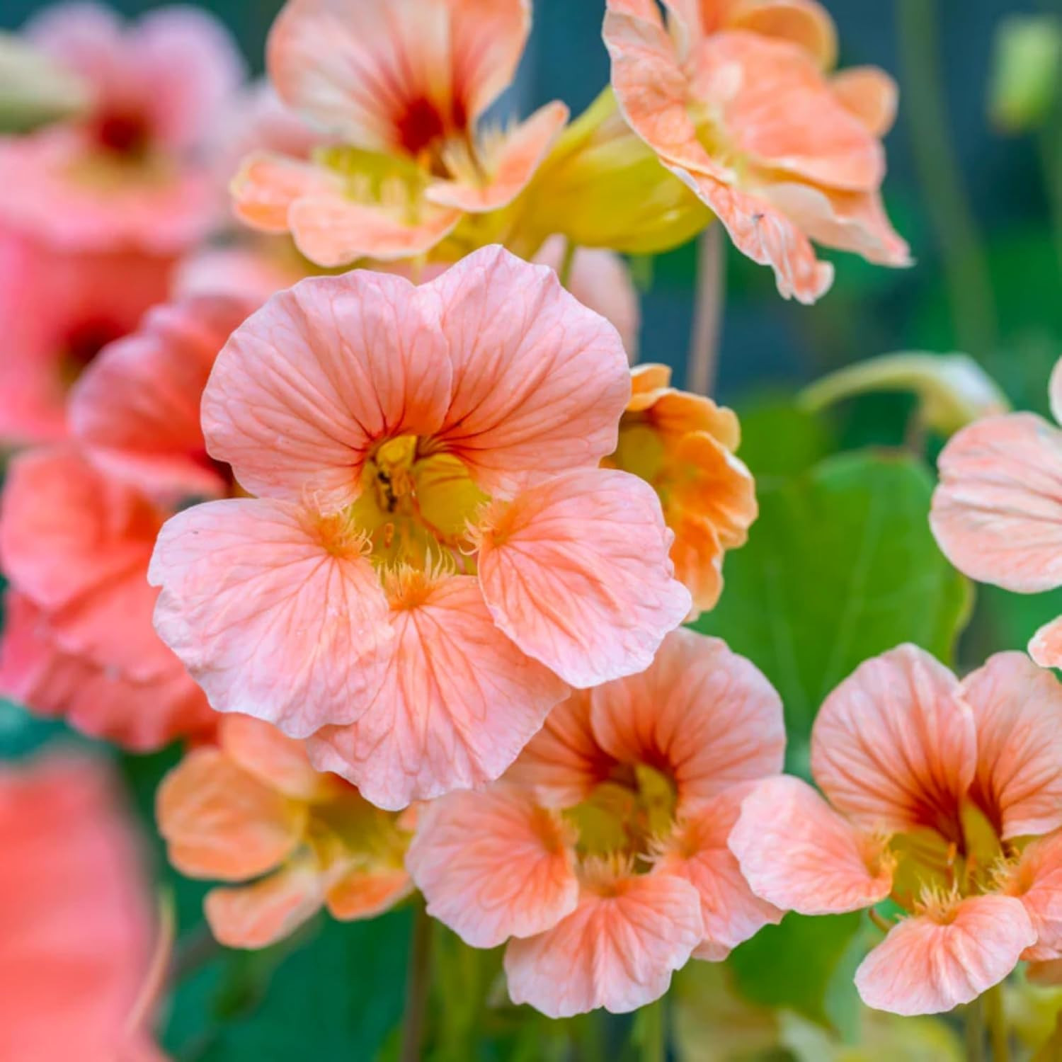 Rare Nasturtium Seeds for Planting – 150+ Mixed Nasturtium Seeds (Tropaeolum Maj