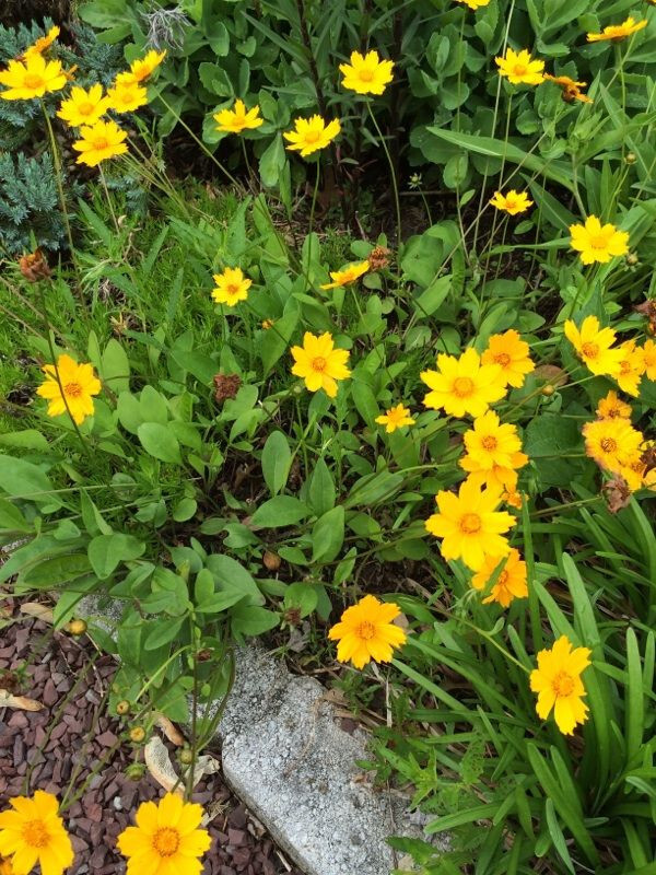 Coreopsis auriculata Nana 25 Plants in 3-1/2 inch Pots
