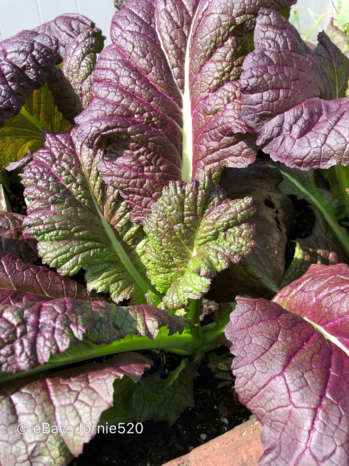 RARE✿ Japanese Heirloom Giant Purple Mustard Seeds 50+