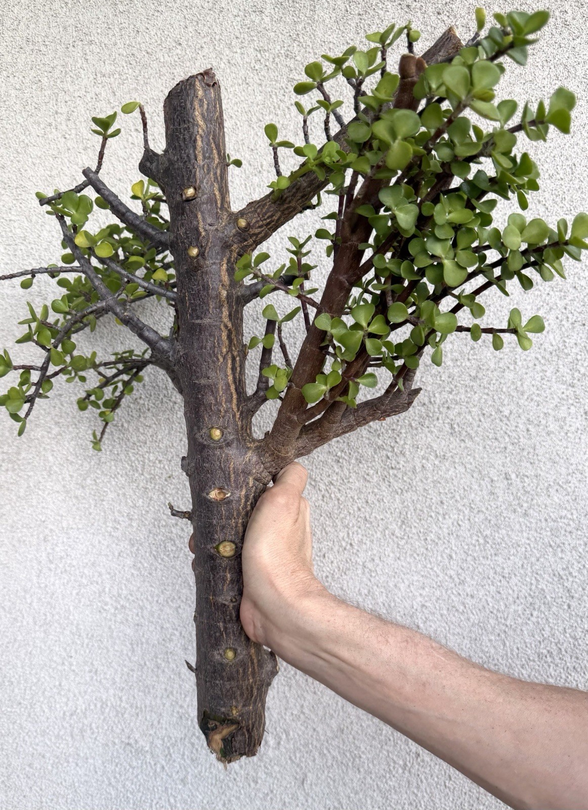 Old Growth 2.25” THICK STEM Portulacaria Afra Exact Cutting Spekboom Bonsai