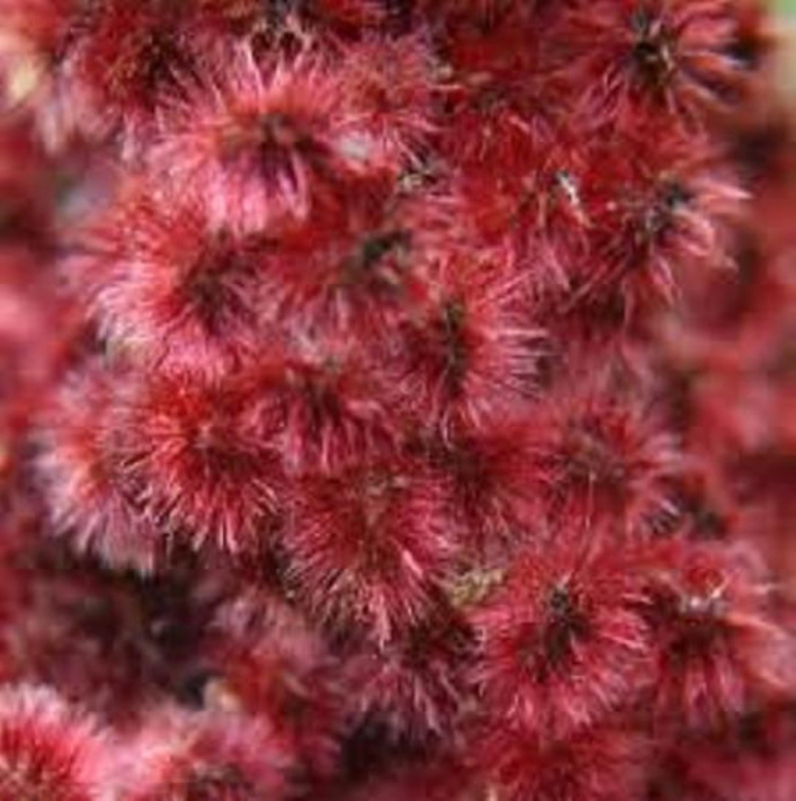 Staghorn sumac 1-2 year old, Pink lemonade plant!! Bare root