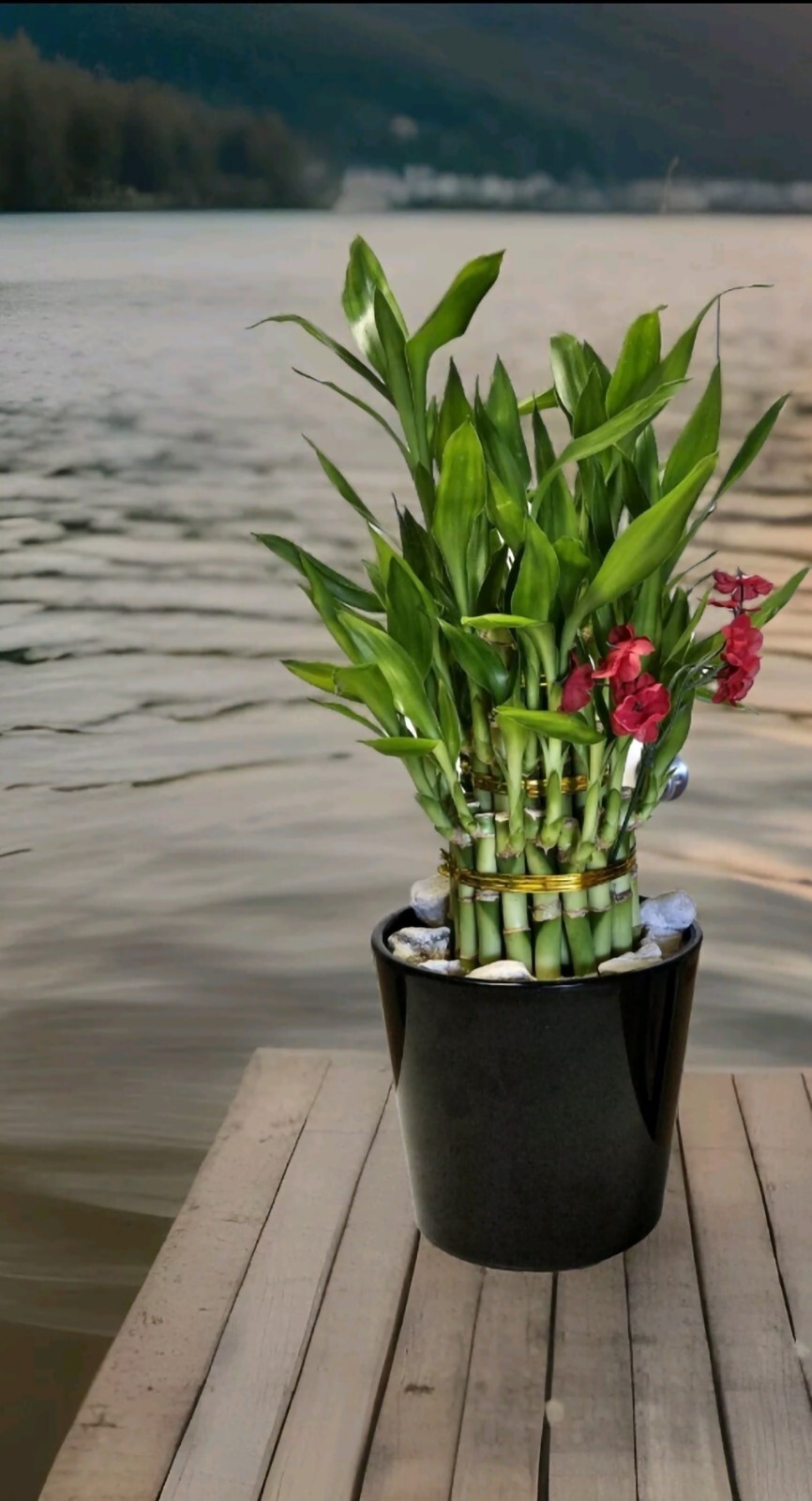 10 LUCKY BAMBOO PLANTS 4″ Free Butterfly Stake, Christmas Gift, Feng Shui