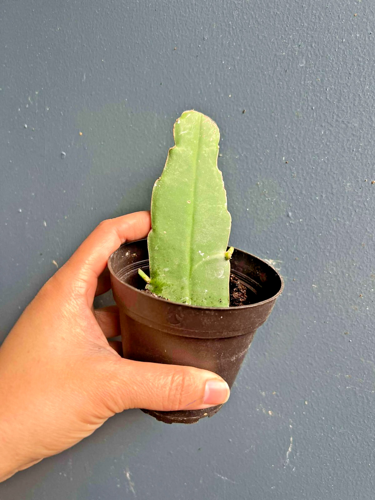 Live Epiphyllum Hookeri Orchid Cactus Starter Plant 3″ Pot Rooted Night Bloom