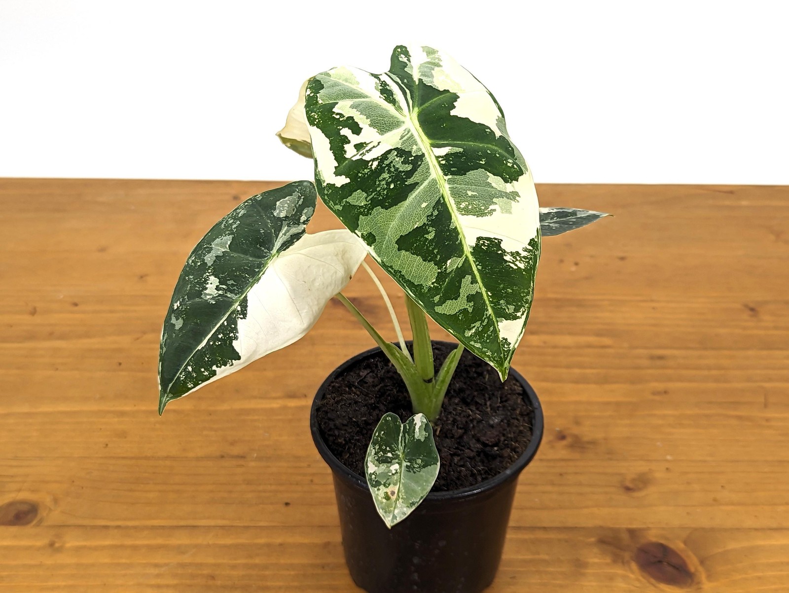 Alocasia Frydek Variegated – Assorted 4 Inch Pots