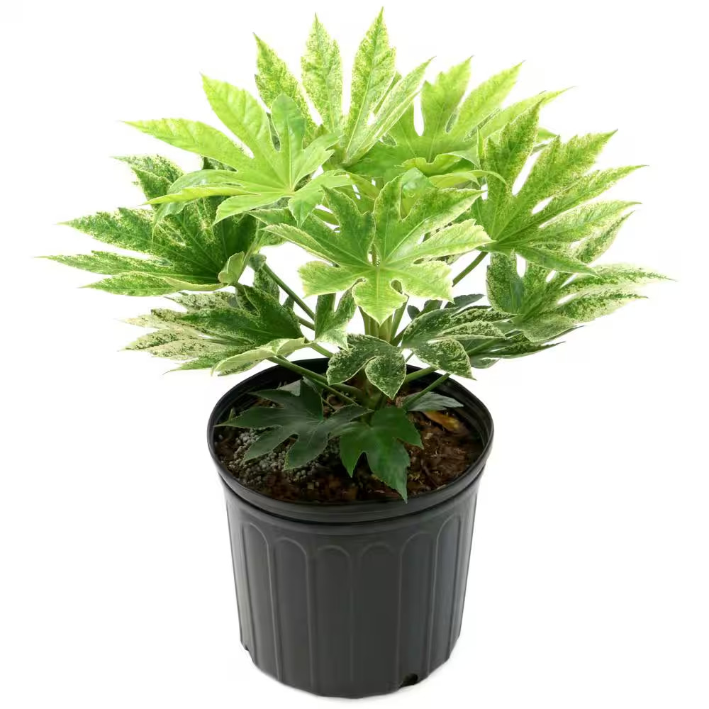 2 Gal. Spider Web Fatsia Plant with White Blooms in Black Grower’S Pot