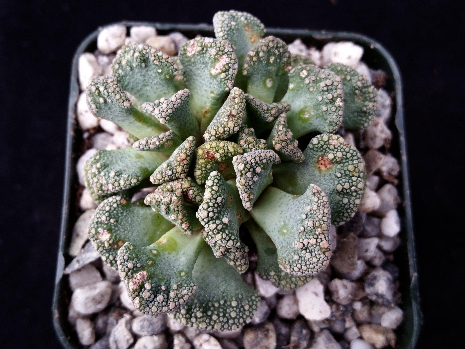 Titanopsis calcarea cactus Cacti Succulent real live plant