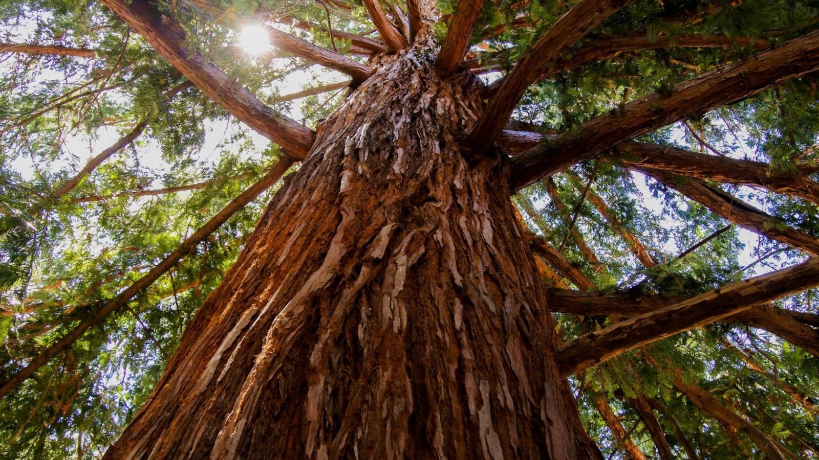 1 Giant Sequoia 6-12″ Bare Root Starter Plant