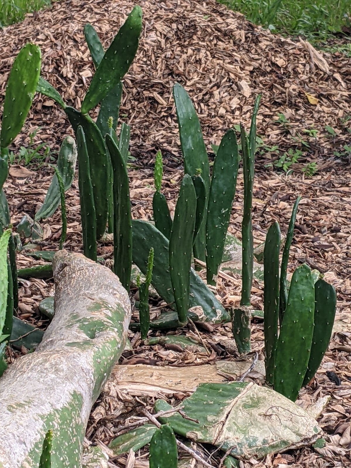 Spineless Thornless Edible, Prickly Pear Cactus, Pad Leaf Cuttings