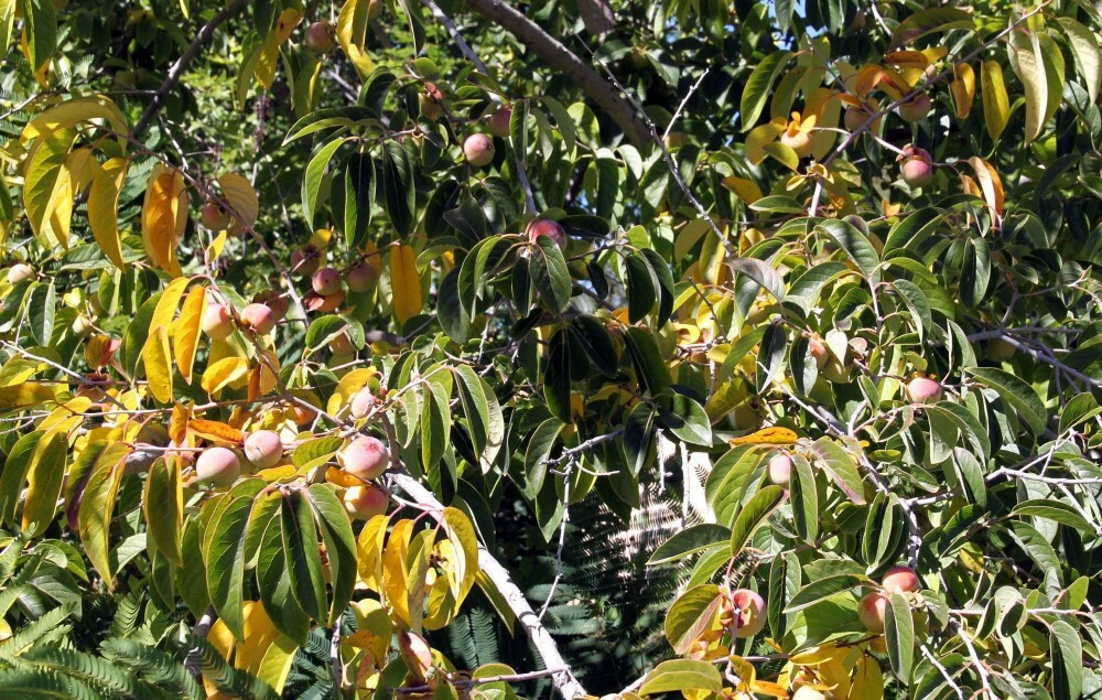 PERSIMMON Diospyros Virginiana – 10+ SEEDS