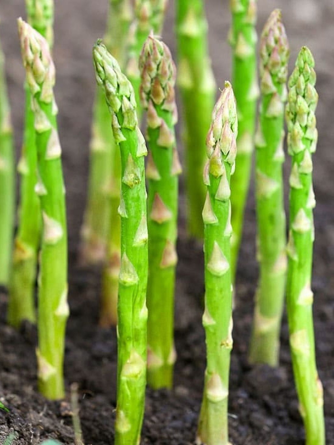 Mary Washington Asparagus Seeds FREE SHIPPING!