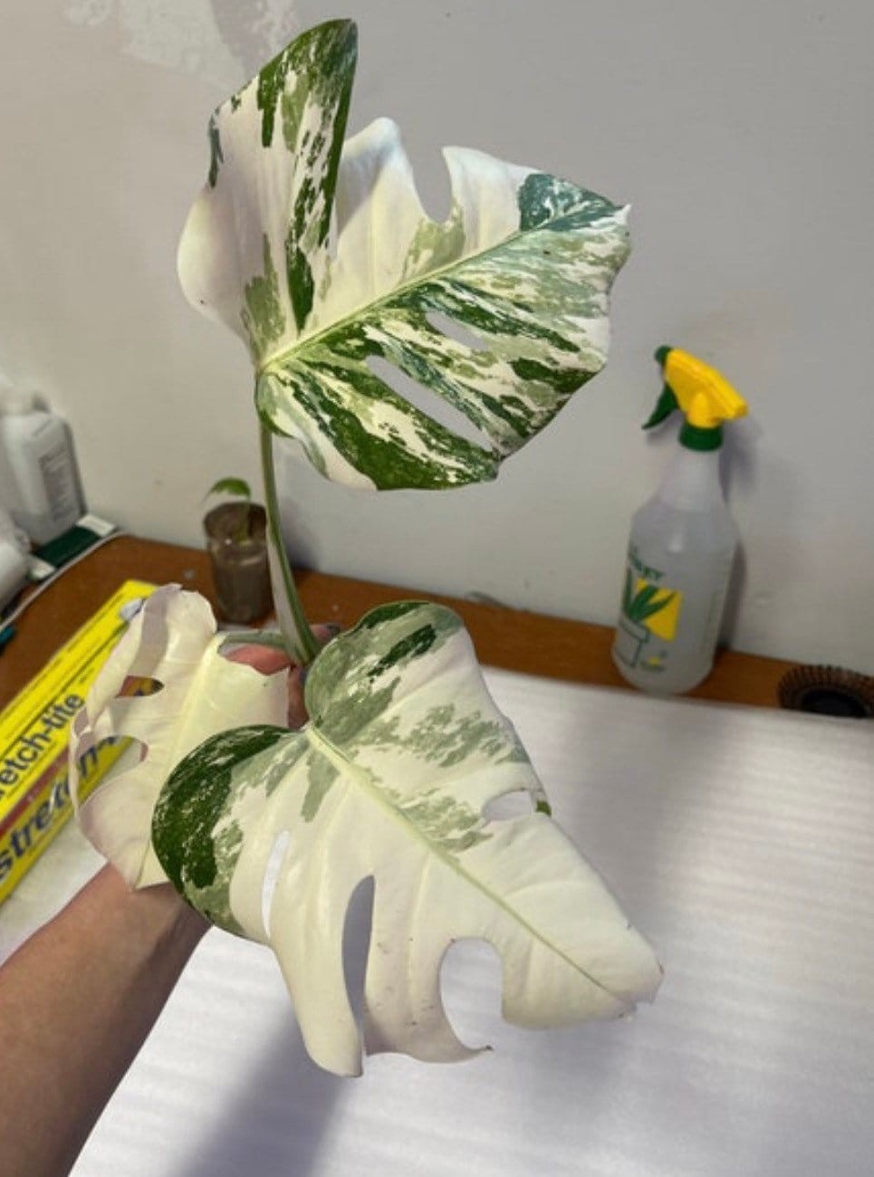 Variegated Monstera Albo – Extra White High Variegation Cuttings & Rooted Plants