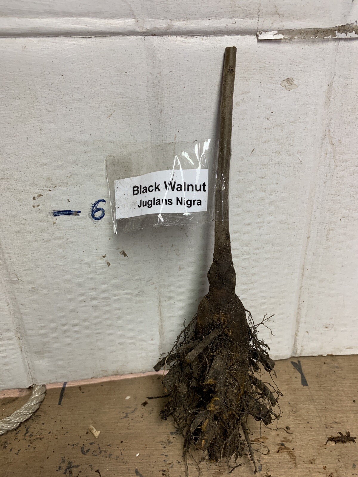 1-2 year old Black walnut tree, Julans Nigra, edible nuts plus Timber wood 12″+