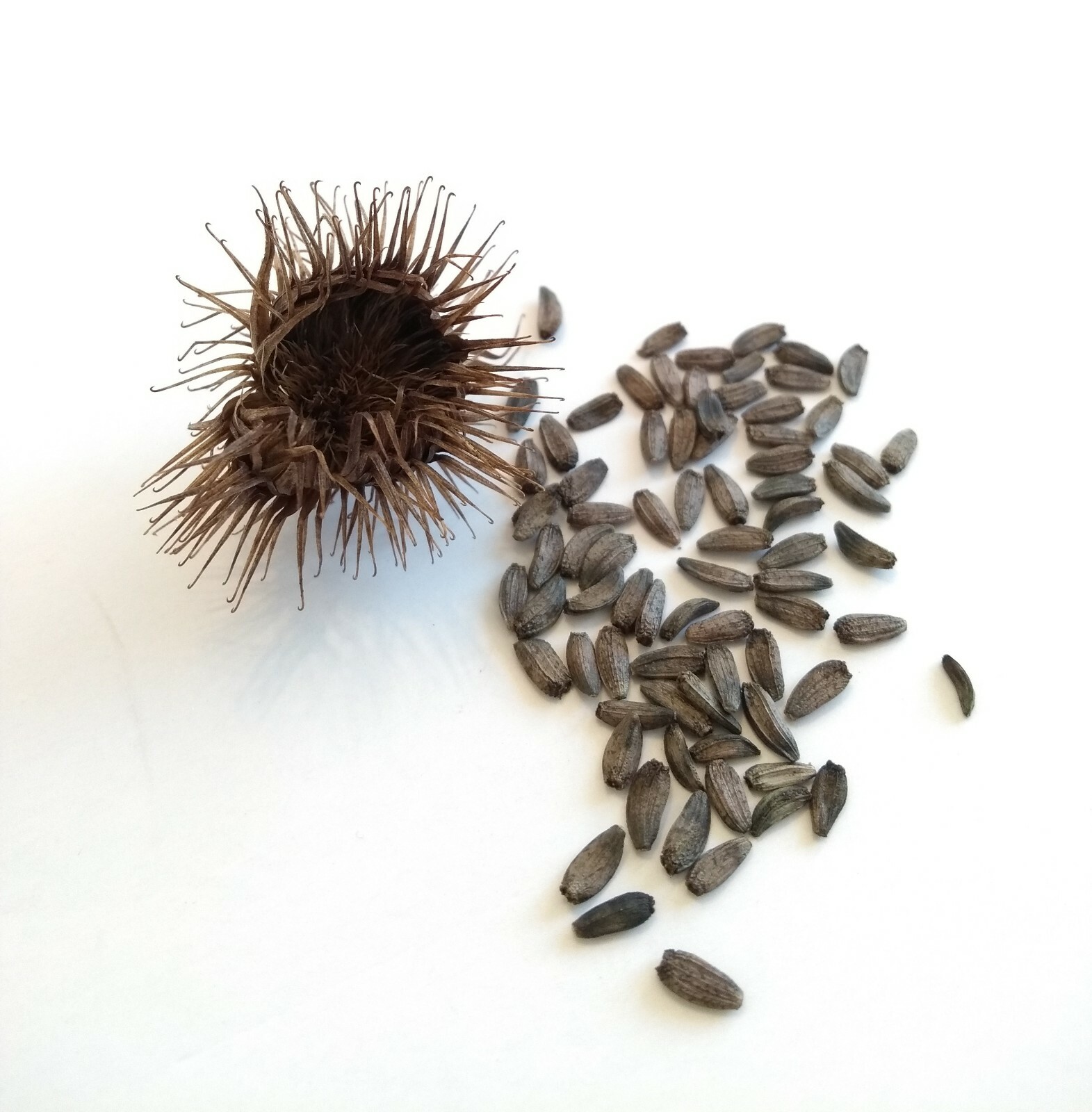 25 Large Burdock Arctium Lappa Plant Seeds Vegetable Japanese Garden