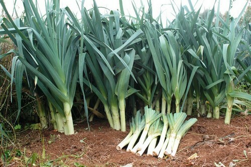 LARGE AMERICAN FLAG LEEK SEEDS NON-GMO GRILLING SOUPS RAMEN many uses! DELICIOUS