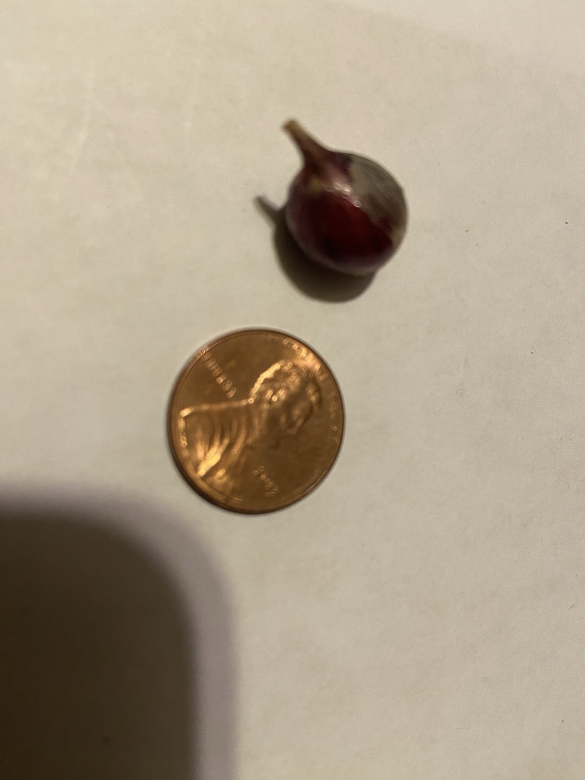 Egyptian Walking Onion Bulblets 30 Smaller Sz Lot Organic Heirloom 2026 Harvest