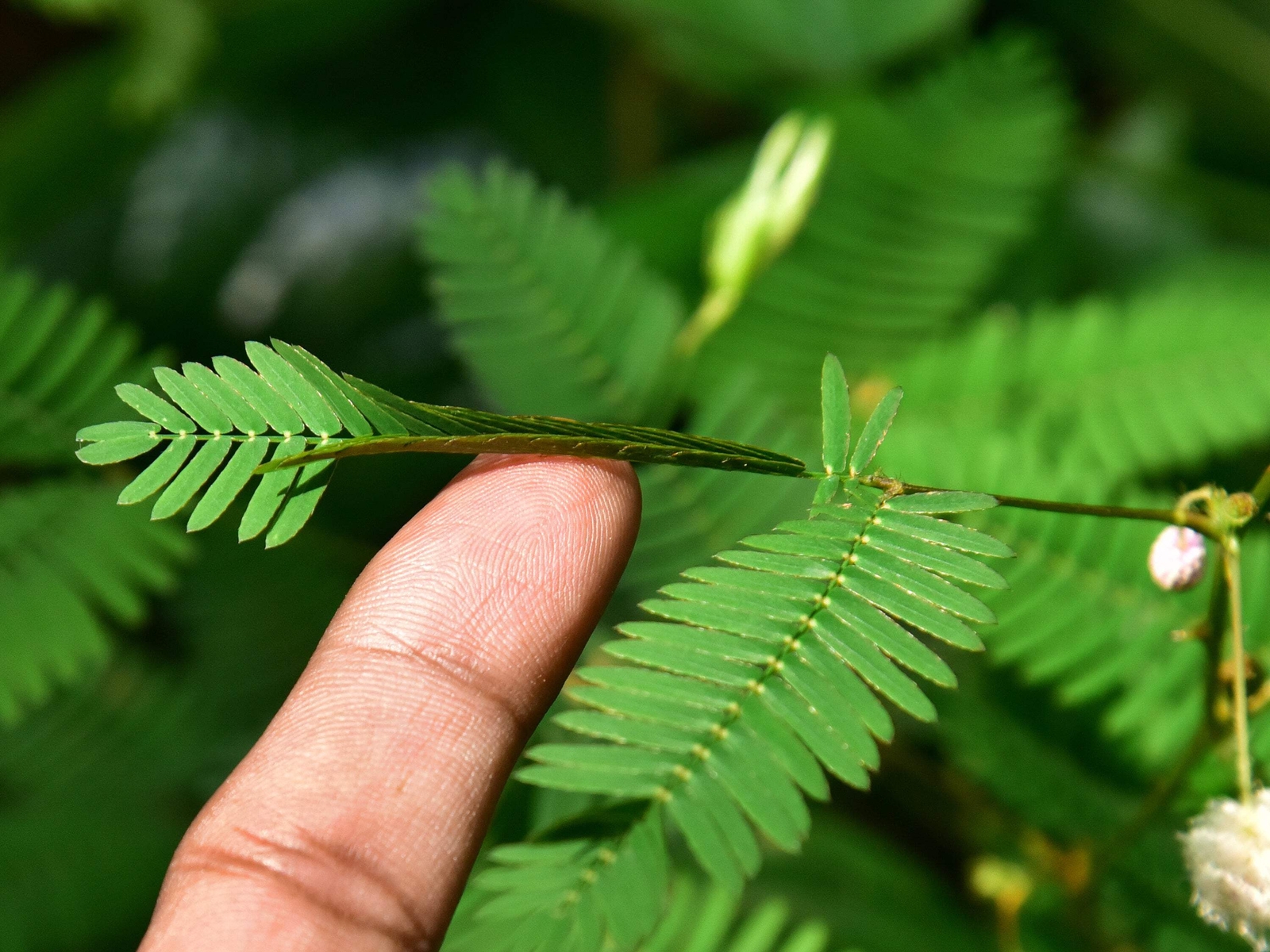 100 MIMOSA / SENSITIVE PLANT Schrankia Uncinata Flower Seeds *Flat S/H