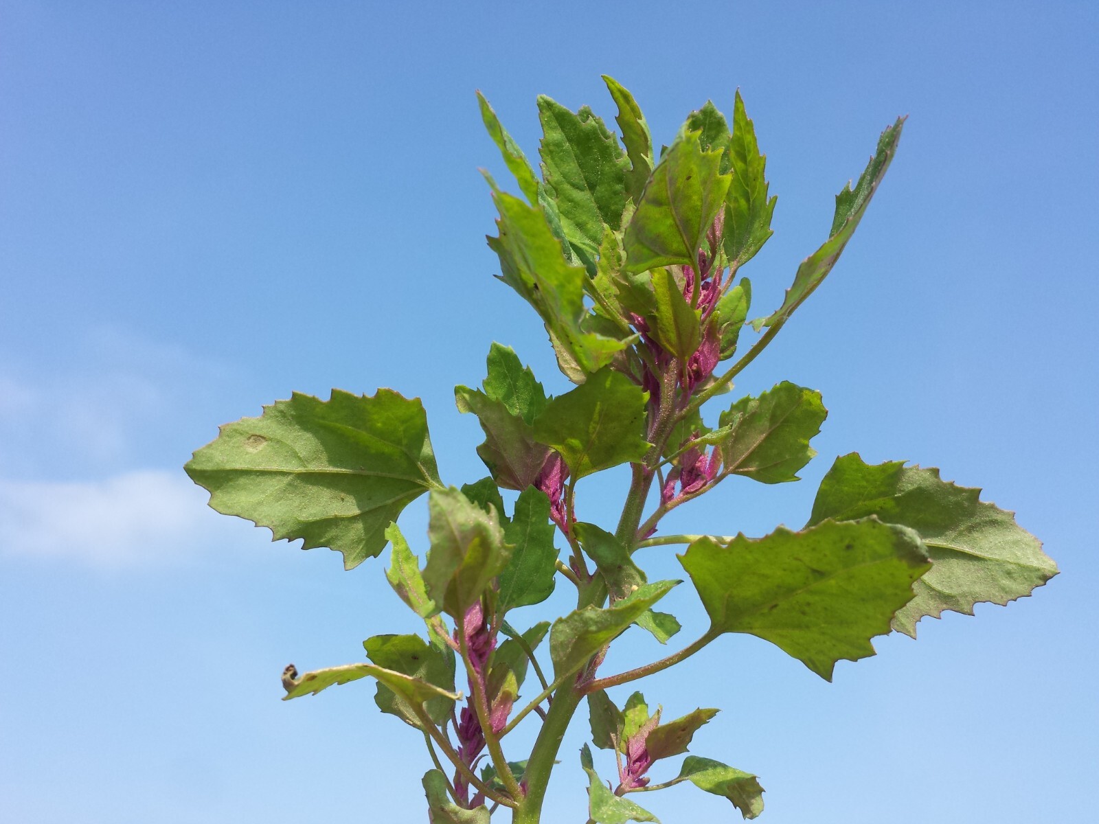 150 Tree Spinach Seeds – Chenopodium giganteum – Giant Goosefoot – Non-GMO