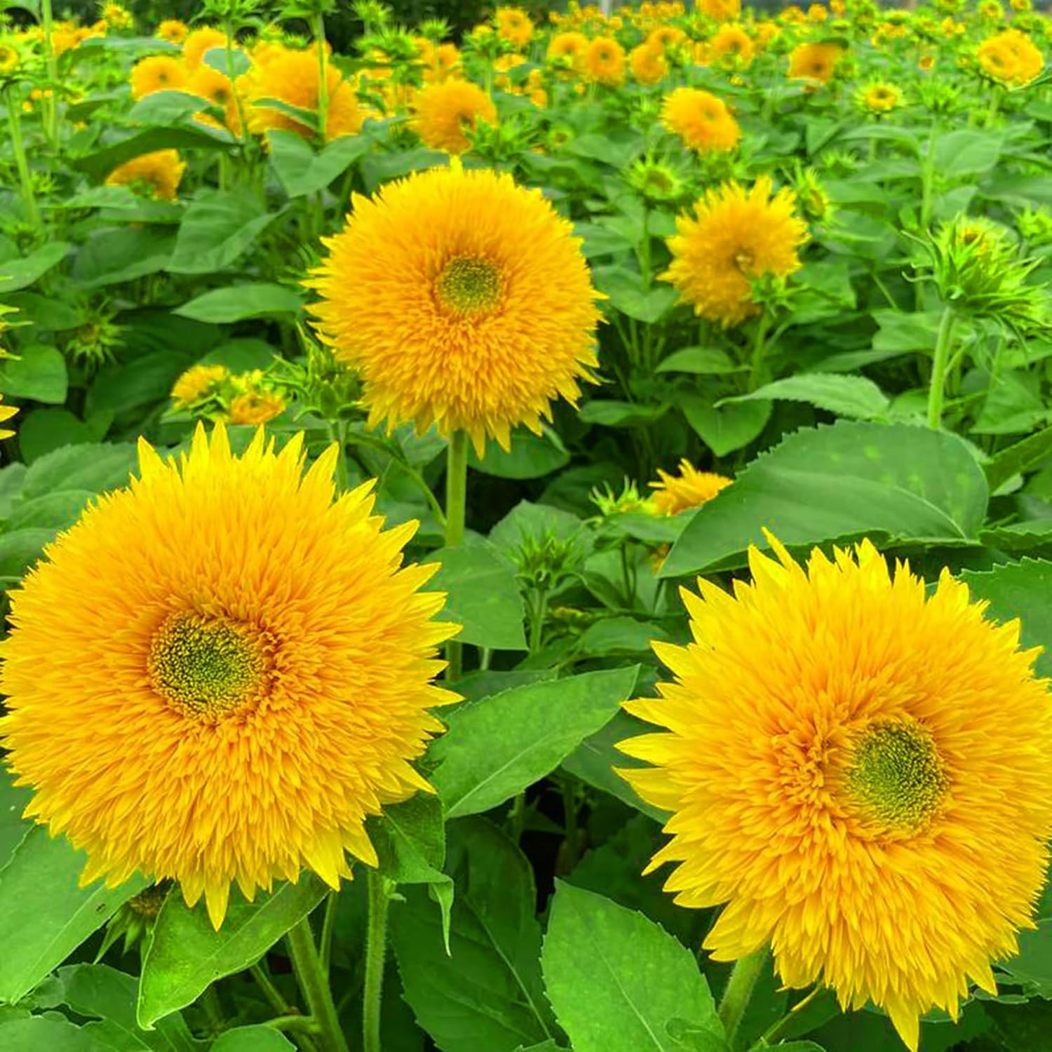 Sunflower Seeds for Planting Outdoor 300 PCS Long Stem Flowers Garden &…