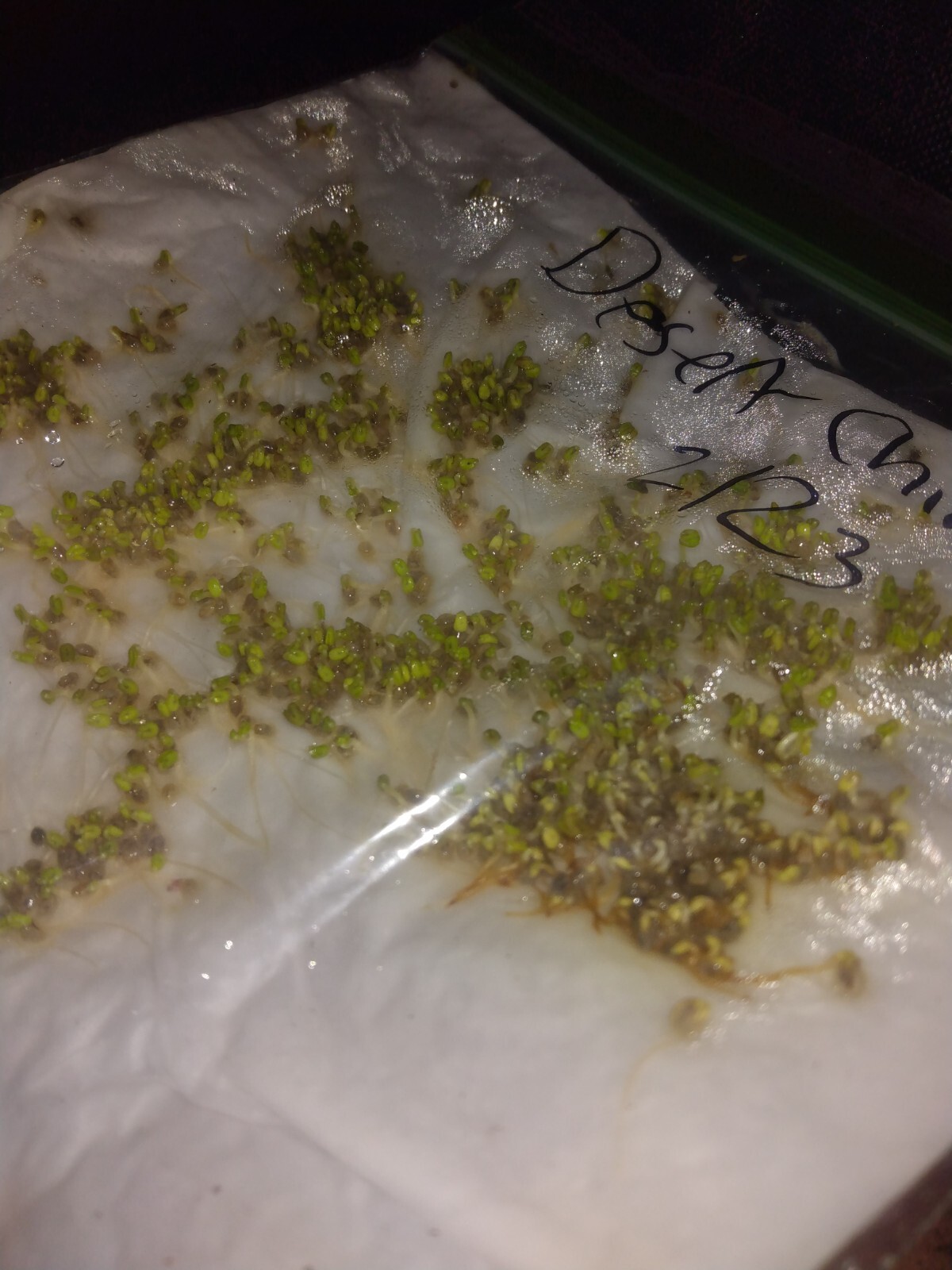 300 salvia columbariae seeds roughly 95% germination rate .