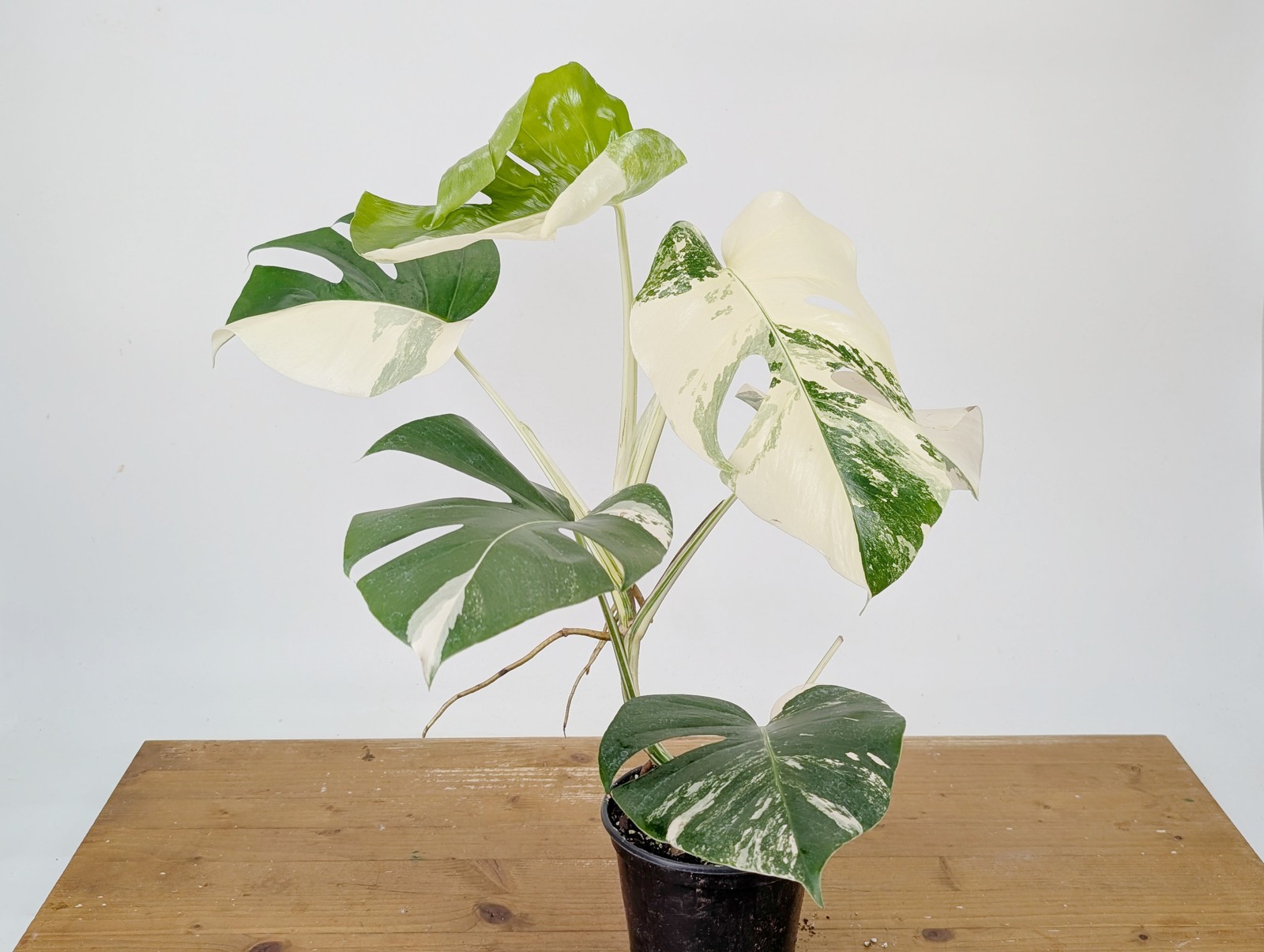 Monstera Albo Borsigniana Variegata – Exact Plant #26A – 6″ Pot