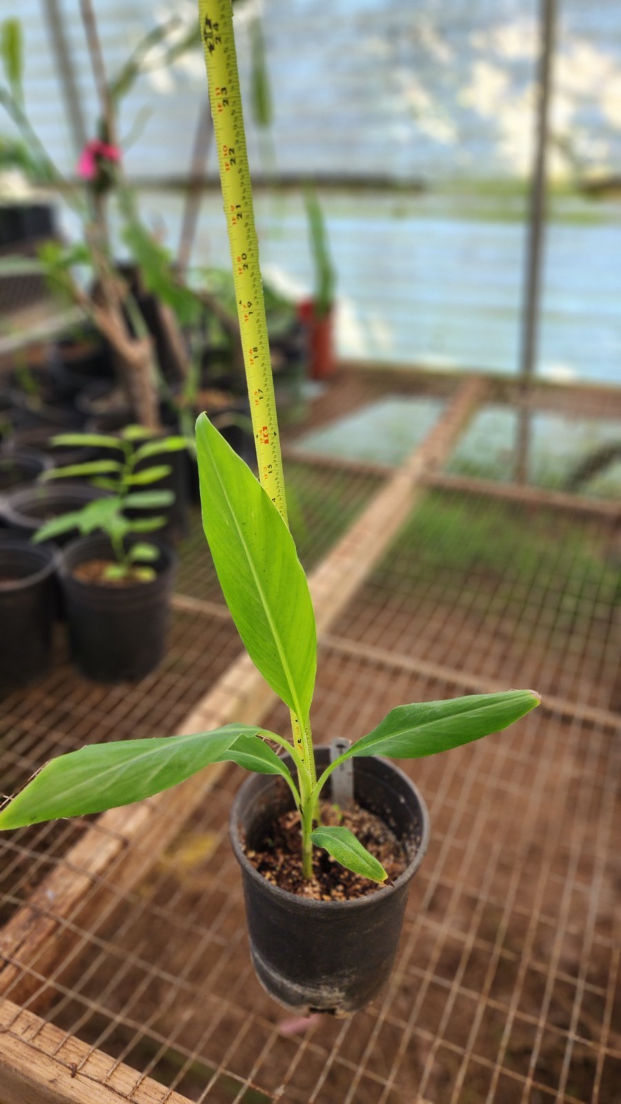 Musa ‘LAKATAN’ Live Filipino Banana Plant – no HI, AZ/TX/FL/LA/PR/US Territory