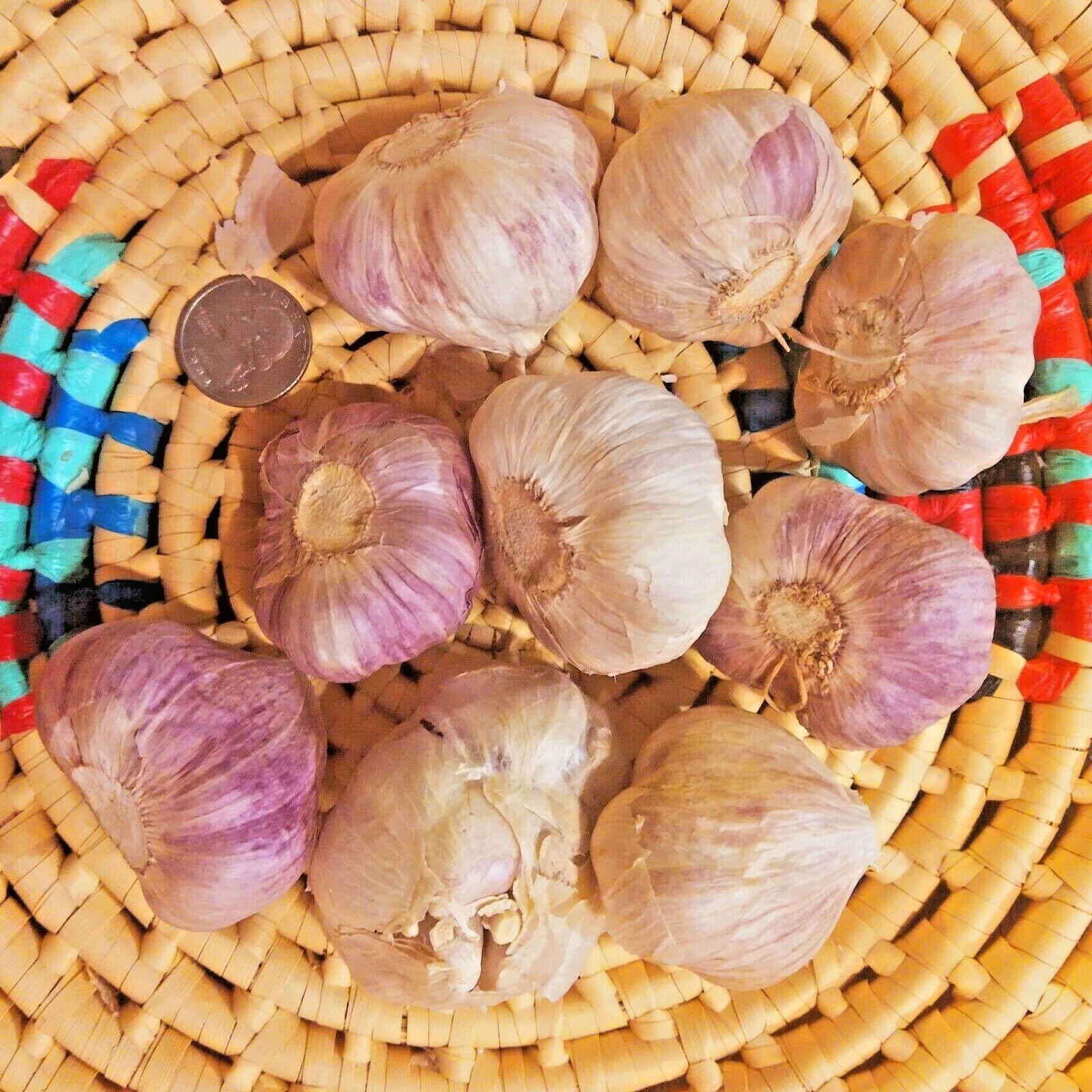 Fresh Organic Heirloom GARLIC Bulbs Chesnok Red Plant or Eat 3 bulbs – 10 lbs
