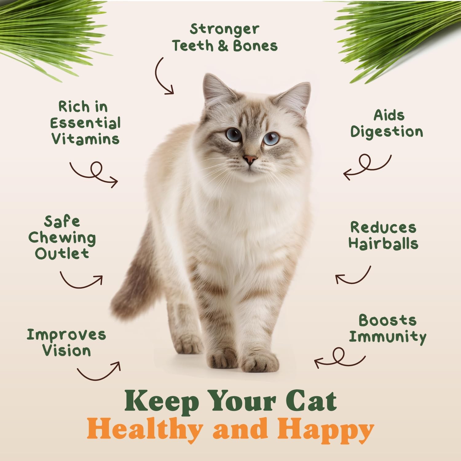 Organic Cat Grass Seeds for Planting, Non-GMO Wheat, Oat, Rye, and Barley Cat…