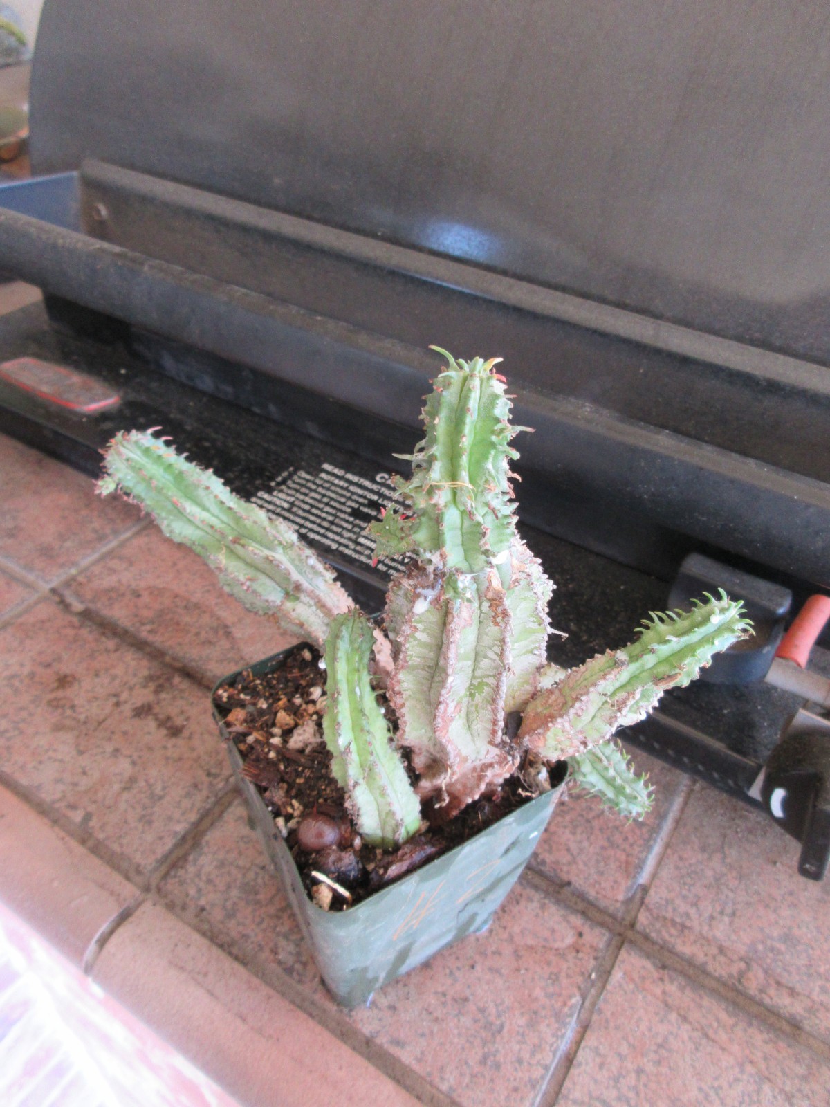 Euphorbia horrida Blue Silver Stems Plant multi stems w/new growth