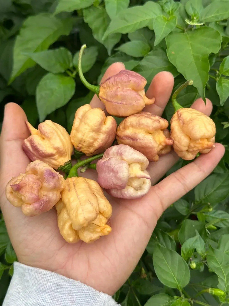 Jays Pink x Purple Ghost Scorpion Orange Pepper Seeds