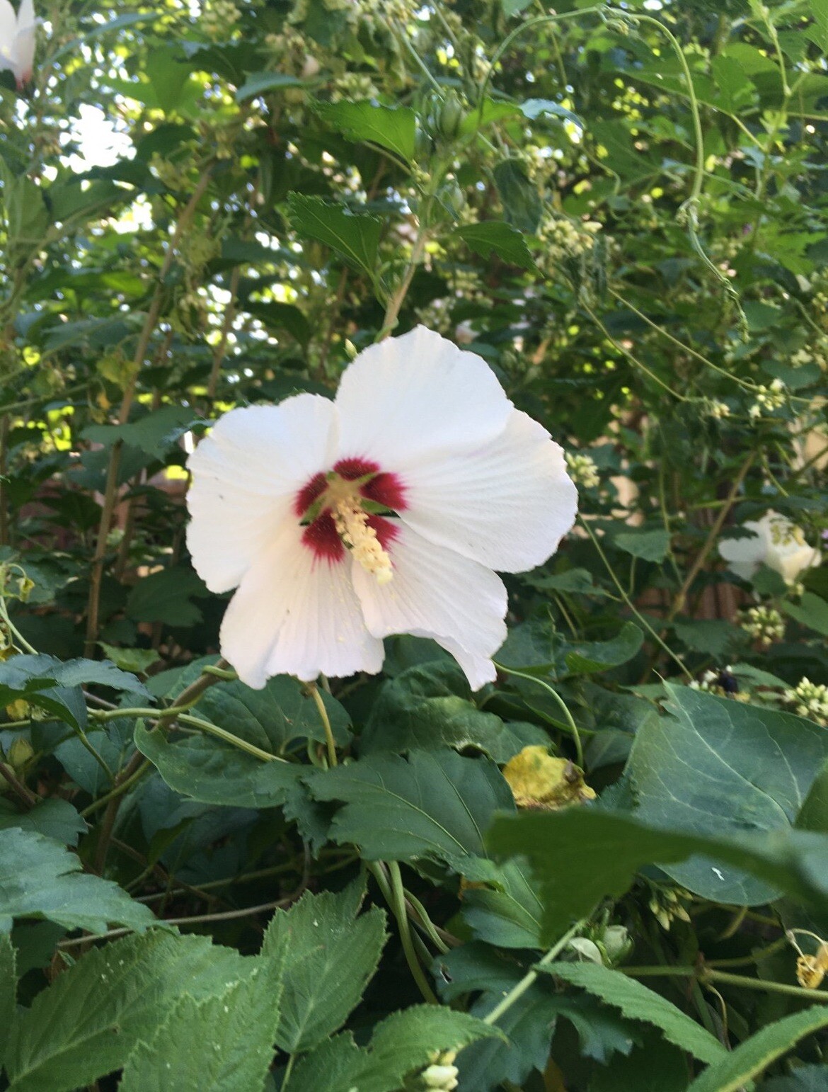 1000+ Rose of Sharon (Hibiscus Syriacus) Flower Fresh Seeds . Mixed Colors