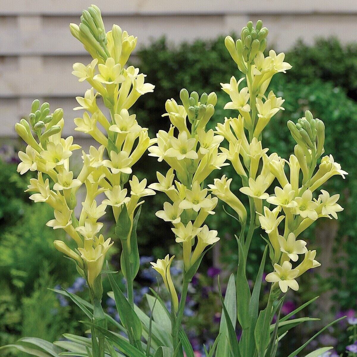 2 “Yellow Baby” Single Polianthes Tuberose bulb – Top Size – US Seller