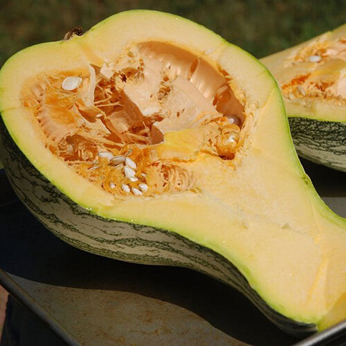Cushaw Green Striped Pumpkin Seeds | Non-GMO | Free Shipping | Seed Store | 1080