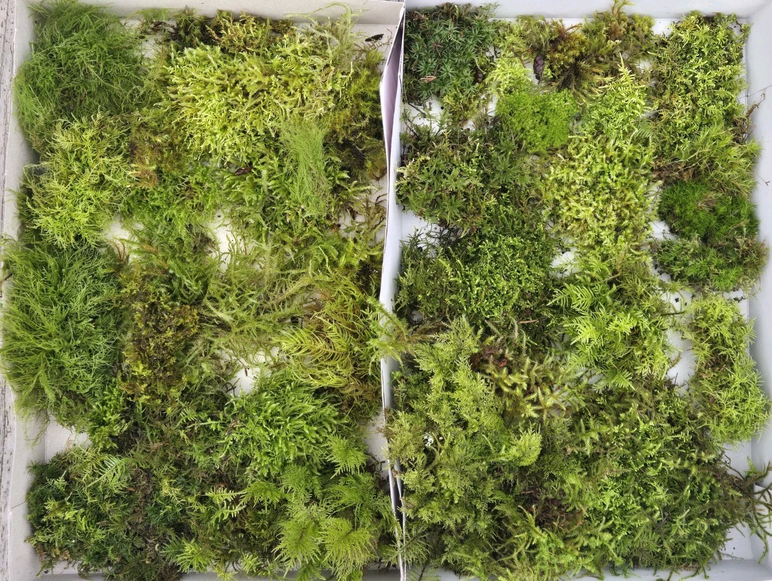 Live Fresh Moss (2) Gallon Size Bags~Terrarium Potted Plants Reptiles/Frogs