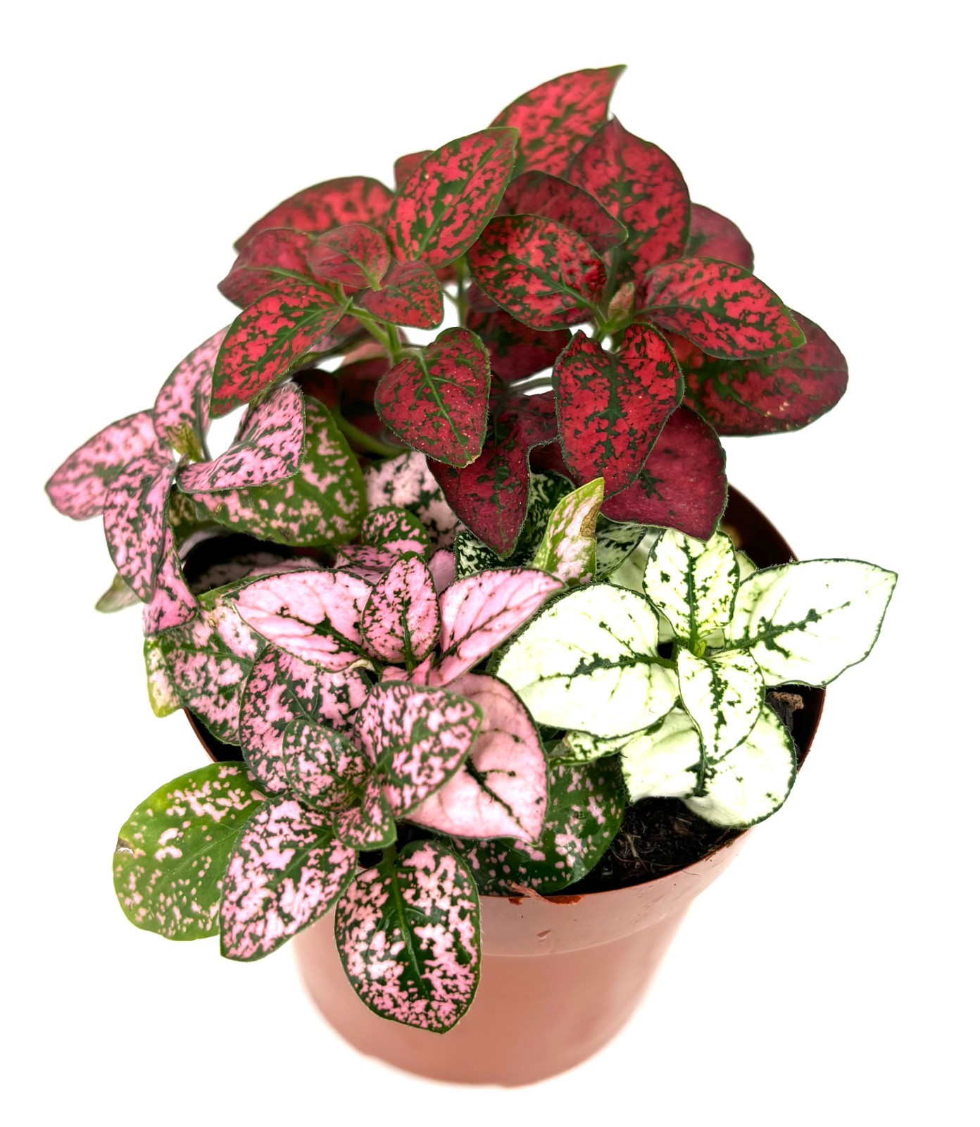 Hypoestes Splash Tricolor Combo Live Potted House Plants Air Purifying, 2″ Pot