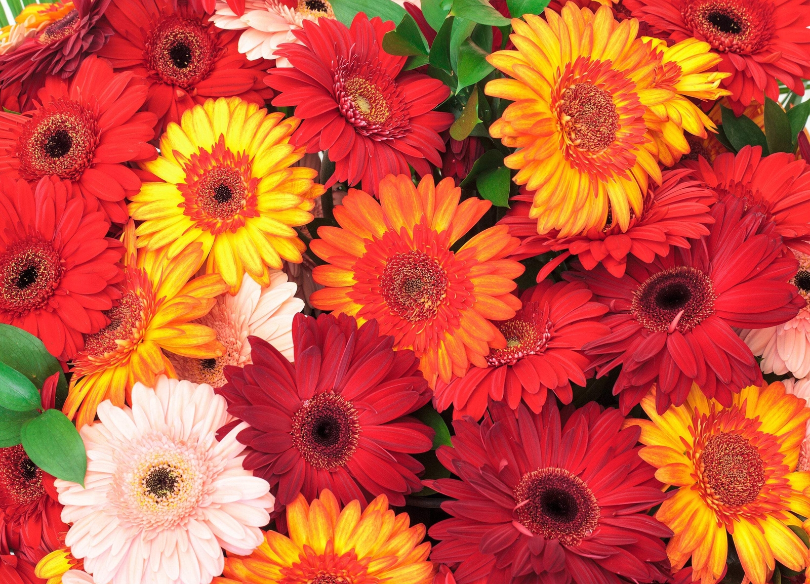 20 GERBER DAISY Mixed Colors Gerbera Jamesonii Barberton African Flower Seeds