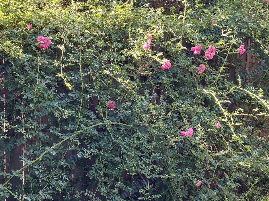 2 (TWO) HEIRLOOM 7 SEVEN SISTERS PINK ROSE BUSH RAMBLER MULTIFLORA LIVE PLANT