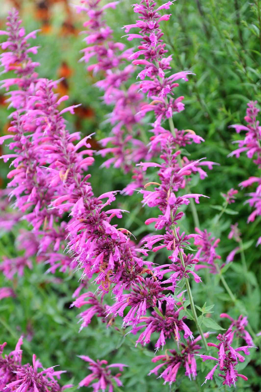 30 MIXED COLORS AGASTACHE Aurantiaca Cana Hummingbird Mint Hyssop Flower Seeds
