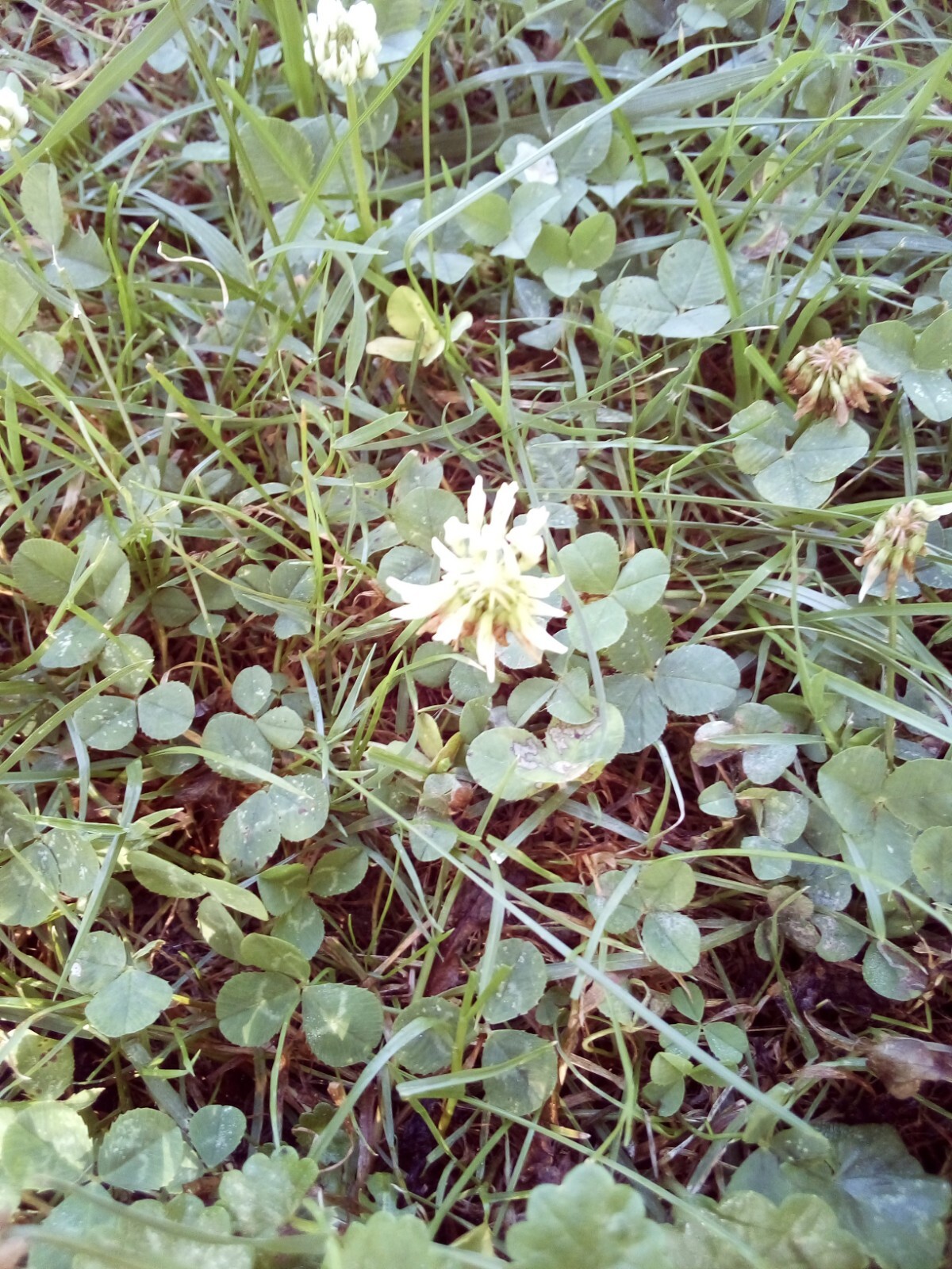 800 SEEDS WHITE DUTCH CLOVER