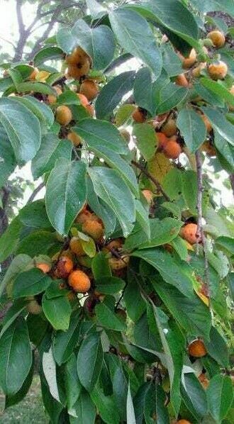 LIVE PLANT FUYU PERSIMMON TREE 1 to 2 FT. SAPLING SEEDLING DIOSPYROS KAKI FRUIT
