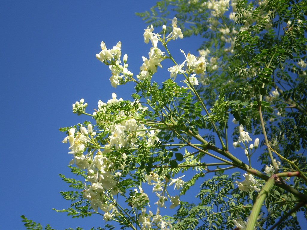 Moringa oleifera rare flowering drumstick tree bonsai exotic plant seed 15 seeds