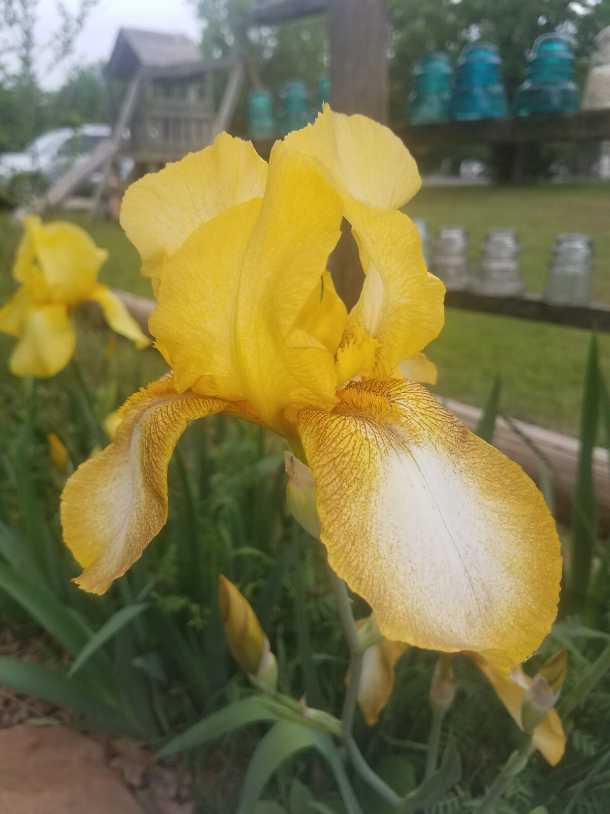 5 MIXED VARIETIES IRIS Rhizomes FREE SHIPPING