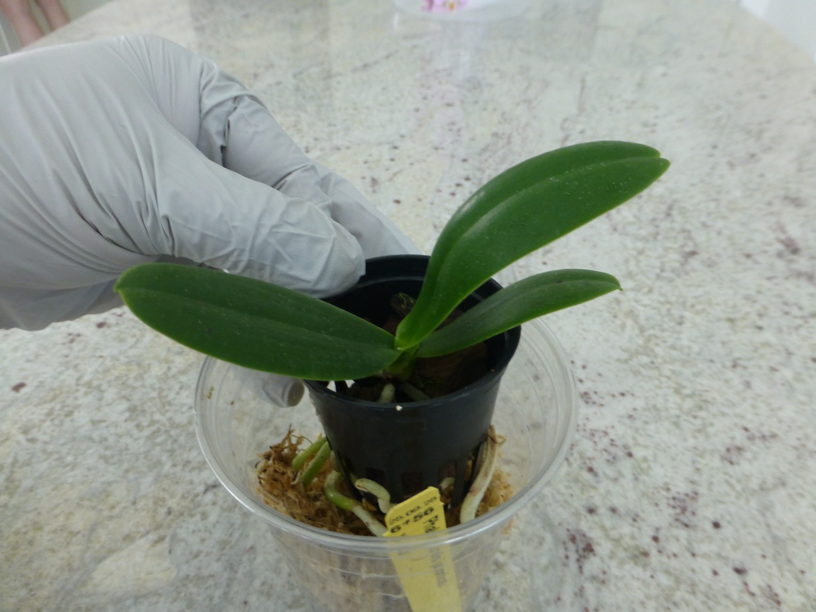 Phalaenopsis Orchid Phalaenopsis (Sedirea) japonica x sib, BS In Pot