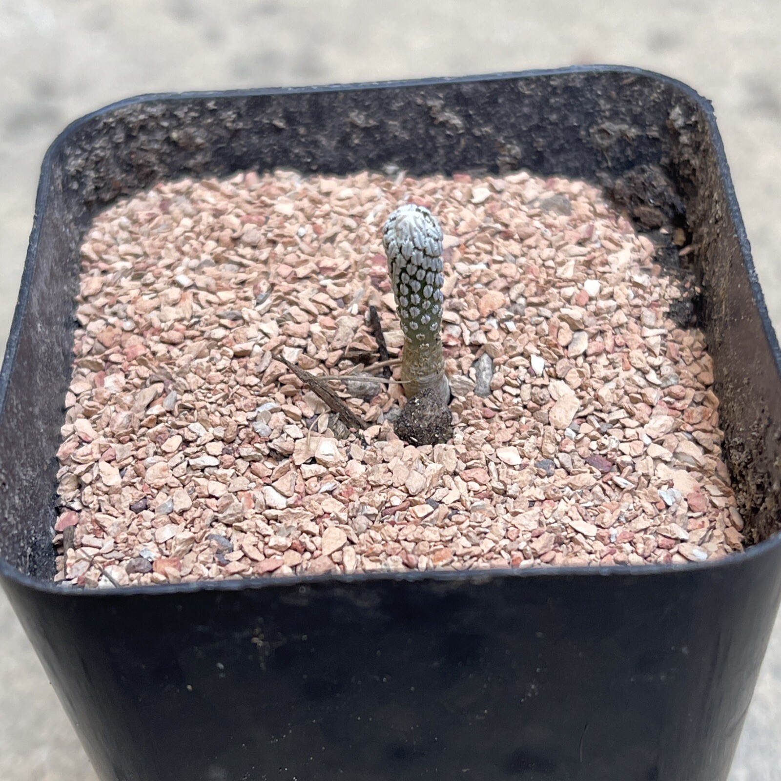 Pelecyphora aselliformis seedling, OWN ROOTS, for the NUTS OUT THERE!